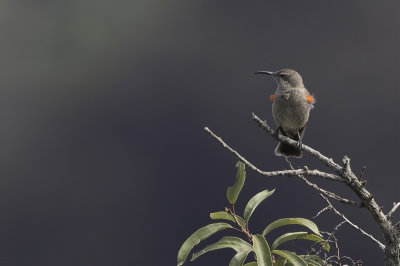 <i class='fa fa-user'></i> Paul van Giersbergen |   Lobeliahoningzuiger  <i class='fa fa-eye'> 163</i>  <i class='fa fa-thumbs-up'> 2</i>   <i class='fa fa-comment-o'> 3</i>