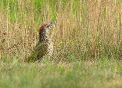 <i class='fa fa-user'></i> Truus Aletta Maan |   Groene Specht  <i class='fa fa-eye'> 83</i>   <i class='fa fa-comment-o'> 22</i>