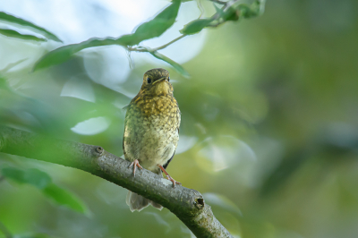 <i class='fa fa-user'></i> Wil Doorn-Meijne |   Roodborst  <i class='fa fa-eye'> 81</i>   <i class='fa fa-comment-o'> 22</i>