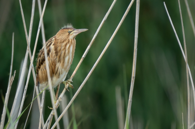 <i class='fa fa-user'></i> Vincent Vuik |   Woudaap  <i class='fa fa-eye'> 117</i>  <i class='fa fa-thumbs-up'> 5</i>   <i class='fa fa-comment-o'> 25</i>