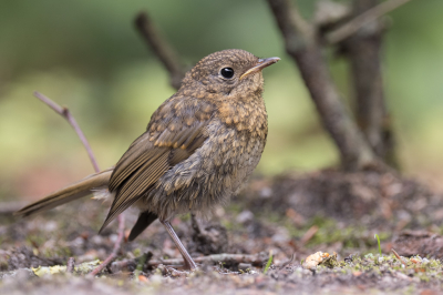 <i class='fa fa-user'></i> Gert-Jan Cromwijk |   Roodborst  <i class='fa fa-eye'> 82</i>  <i class='fa fa-thumbs-up'> 1</i>   <i class='fa fa-comment-o'> 22</i>