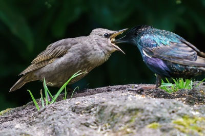 <i class='fa fa-user'></i> GeertN |   Spreeuw  <i class='fa fa-eye'> 87</i>   <i class='fa fa-comment-o'> 24</i>