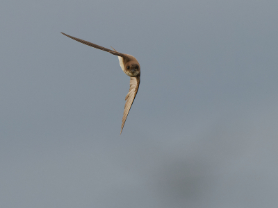 Ik probeerde opnieuw oeverzwaluwen in de vlucht te fotograferen. Eentje vloog recht op me af en de autofocus werkte...