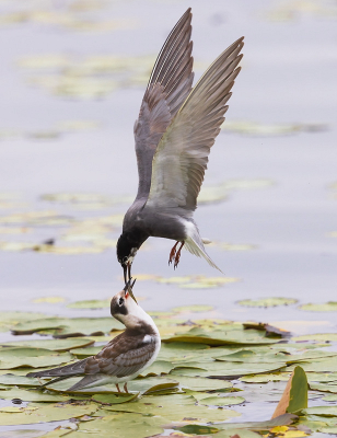 <i class='fa fa-user'></i> Ben Reitsma |   Zwarte Stern  <i class='fa fa-eye'> 92</i>  <i class='fa fa-thumbs-up'> 4</i>   <i class='fa fa-comment-o'> 22</i>