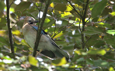 <i class='fa fa-user'></i> RTL |   Gaai  <i class='fa fa-eye'> 88</i>   <i class='fa fa-comment-o'> 20</i>