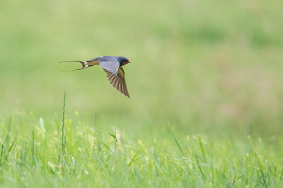 <i class='fa fa-user'></i> kevinhollmann |   Boerenzwaluw  <i class='fa fa-eye'> 237</i>  <i class='fa fa-thumbs-up'> 10</i>   <i class='fa fa-comment-o'> 4</i>