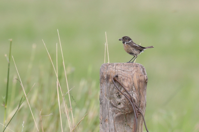 <i class='fa fa-user'></i> hjstukker |   Roodborsttapuit  <i class='fa fa-eye'> 76</i>  <i class='fa fa-thumbs-up'> 1</i>   <i class='fa fa-comment-o'> 21</i>