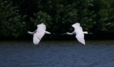 <i class='fa fa-user'></i> Ruben de Bruijn |   Lepelaar  <i class='fa fa-eye'> 91</i>   <i class='fa fa-comment-o'> 22</i>