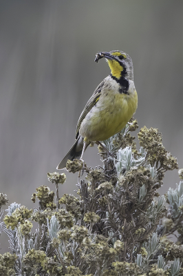 <i class='fa fa-user'></i> Paul van Giersbergen |   Flleborns Langklauw  <i class='fa fa-eye'> 137</i>   <i class='fa fa-comment-o'> 1</i>