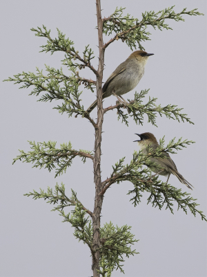 <i class='fa fa-user'></i> Paul van Giersbergen |   Zwartteugelgraszanger  <i class='fa fa-eye'> 144</i>  <i class='fa fa-thumbs-up'> 2</i>   <i class='fa fa-comment-o'> 1</i>