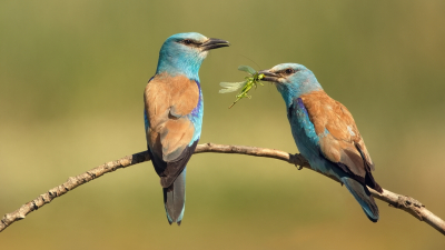 <i class='fa fa-user'></i> Boudewijn Schreiner |   Scharrelaar  <i class='fa fa-eye'> 302</i>  <i class='fa fa-thumbs-up'> 18</i>   <i class='fa fa-comment-o'> 3</i>