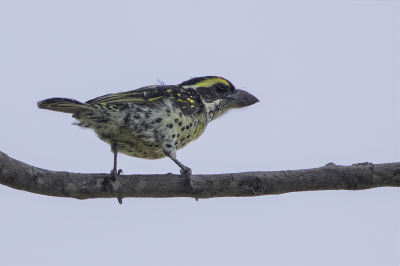 <i class='fa fa-user'></i> Paul van Giersbergen |   Miombabaardvogel  <i class='fa fa-eye'> 131</i>  <i class='fa fa-thumbs-up'> 1</i>   <i class='fa fa-comment-o'> 0</i>