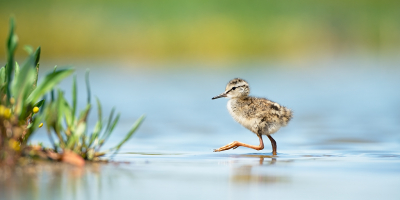 <i class='fa fa-user'></i> JJK |   Tureluur  <i class='fa fa-eye'> 357</i>  <i class='fa fa-thumbs-up'> 10</i>   <i class='fa fa-comment-o'> 3</i>