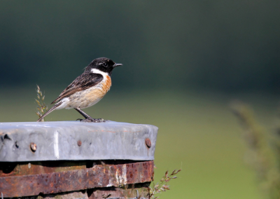 Zo'n klein, fragiel en fraai vogeltje op zo'n enorme lompe, onbenullige hoekpaal met veel lood, roestig metaal, spijkers.......ik vond het een leuke tegenstelling.