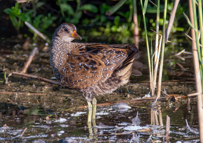 Vanochtend met de camera op pad gegaan zonder echt een plan en begonnen bij een voor mij bekende vogelkijkhut. Genietend van de omgeving en ochtendrust verschijnt daar uit het riet de Porseleinhoen die ondanks ze erg schuw zijn rustig een poosje al poetsend aan de waterkant bleef staan. Mooier begin van de ochtend kon ik me niet wensen.