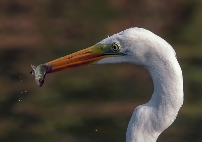 De zilverreiger kwam dicht langs zodat alleen een kopportretje nog maar mogelijk was