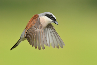 <i class='fa fa-user'></i> Johan G |   Grauwe Klauwier  <i class='fa fa-eye'> 419</i>  <i class='fa fa-thumbs-up'> 36</i>   <i class='fa fa-comment-o'> 19</i>