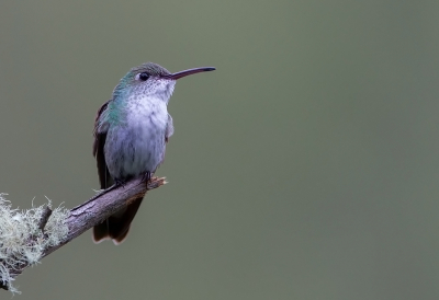 <i class='fa fa-user'></i> charlysax |   Groen-witte Amazilia  <i class='fa fa-eye'> 83</i>  <i class='fa fa-thumbs-up'> 6</i>   <i class='fa fa-comment-o'> 5</i>