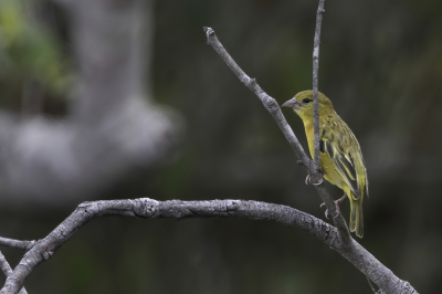 <i class='fa fa-user'></i> Paul van Giersbergen |   Reichards Wever  <i class='fa fa-eye'> 95</i>   <i class='fa fa-comment-o'> 0</i>