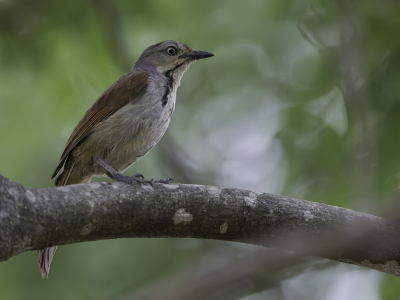 <i class='fa fa-user'></i> Paul van Giersbergen |   Zambesipalmlijster  <i class='fa fa-eye'> 94</i>   <i class='fa fa-comment-o'> 1</i>