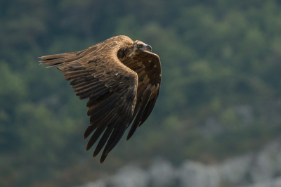 <i class='fa fa-user'></i> Vincent Vuik |   Monniksgier  <i class='fa fa-eye'> 274</i>  <i class='fa fa-thumbs-up'> 14</i>   <i class='fa fa-comment-o'> 10</i>