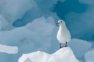 <i class='fa fa-user'></i> Arjen Drost |   Ivoormeeuw  <i class='fa fa-eye'> 356</i>  <i class='fa fa-thumbs-up'> 35</i>   <i class='fa fa-comment-o'> 16</i>