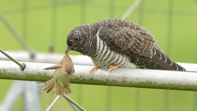 <i class='fa fa-user'></i> bobross |   Koekoek  <i class='fa fa-eye'> 519</i>  <i class='fa fa-thumbs-up'> 31</i>   <i class='fa fa-comment-o'> 15</i>