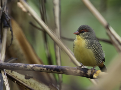 <i class='fa fa-user'></i> Paul van Giersbergen |   Goudbuikje  <i class='fa fa-eye'> 116</i>   <i class='fa fa-comment-o'> 0</i>