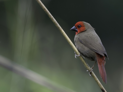 <i class='fa fa-user'></i> Paul van Giersbergen |   Granta-astrild  <i class='fa fa-eye'> 141</i>  <i class='fa fa-thumbs-up'> 3</i>   <i class='fa fa-comment-o'> 0</i>