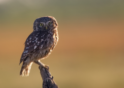 <i class='fa fa-user'></i> Boudewijn Schreiner |   Steenuil  <i class='fa fa-eye'> 228</i>  <i class='fa fa-thumbs-up'> 16</i>   <i class='fa fa-comment-o'> 7</i>