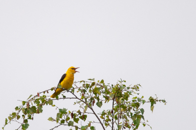 Na een nacht in het veld(met toestemming van de landeigenaar) in de hoop wat mooie foto's te kunnen maken, kwam tijdens het ontbijt deze prachtvogel, die zich de hele ochtend al liet horen, eventjes in het topje van de boom zitten. Daar wilde ik toch m'n broodje wel even voor aan de kant leggen.