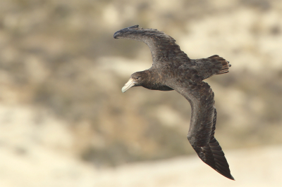 <i class='fa fa-user'></i> Martjan Lammertink |   Zuidelijke Reuzenstormvogel  <i class='fa fa-eye'> 159</i>  <i class='fa fa-thumbs-up'> 5</i>   <i class='fa fa-comment-o'> 1</i>