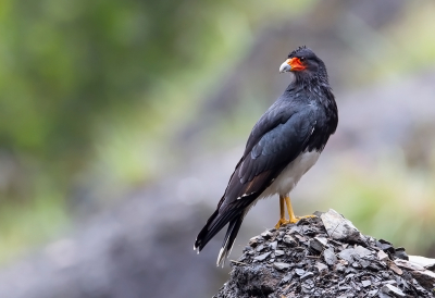 <i class='fa fa-user'></i> charlysax |   Andescaracara  <i class='fa fa-eye'> 115</i>  <i class='fa fa-thumbs-up'> 1</i>   <i class='fa fa-comment-o'> 2</i>