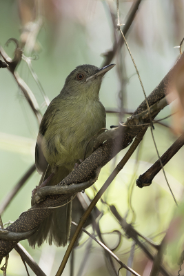 <i class='fa fa-user'></i> Paul van Giersbergen |   Kretschmers Langsnavelzanger  <i class='fa fa-eye'> 107</i>   <i class='fa fa-comment-o'> 0</i>