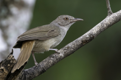 <i class='fa fa-user'></i> Paul van Giersbergen |   Grijze Loofbuulbuul  <i class='fa fa-eye'> 129</i>  <i class='fa fa-thumbs-up'> 1</i>   <i class='fa fa-comment-o'> 1</i>