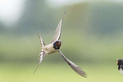 <i class='fa fa-user'></i> henksteen |   Boerenzwaluw  <i class='fa fa-eye'> 202</i>  <i class='fa fa-thumbs-up'> 6</i>   <i class='fa fa-comment-o'> 4</i>