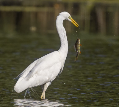 ondanks het felle licht toch geprobeerd deze grote zilverreiger te fotograferen tijdens het foerageren
hier liet hij een prooi vallen (baars)