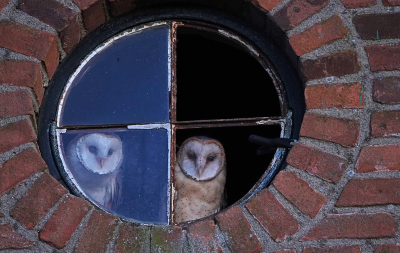 <i class='fa fa-user'></i> nelappelmelk |   Kerkuil  <i class='fa fa-eye'> 343</i>  <i class='fa fa-thumbs-up'> 21</i>   <i class='fa fa-comment-o'> 10</i>