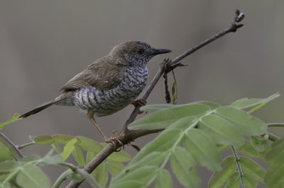 <i class='fa fa-user'></i> Paul van Giersbergen |   Kleine Savannezanger  <i class='fa fa-eye'> 143</i>   <i class='fa fa-comment-o'> 1</i>