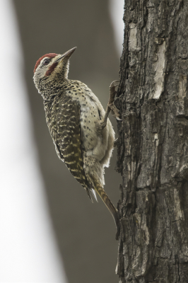 <i class='fa fa-user'></i> Paul van Giersbergen |   Reichenows Specht  <i class='fa fa-eye'> 153</i>  <i class='fa fa-thumbs-up'> 1</i>   <i class='fa fa-comment-o'> 1</i>