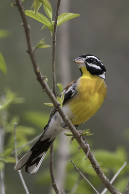 <i class='fa fa-user'></i> Paul van Giersbergen |   Acaciagors  <i class='fa fa-eye'> 184</i>  <i class='fa fa-thumbs-up'> 1</i>   <i class='fa fa-comment-o'> 1</i>