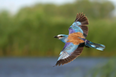 <i class='fa fa-user'></i> Frank Kremer |   Scharrelaar  <i class='fa fa-eye'> 315</i>  <i class='fa fa-thumbs-up'> 8</i>   <i class='fa fa-comment-o'> 7</i>