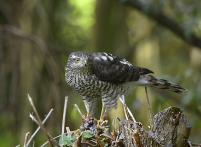 De wet van de jungle, eten of gegeten worden. Vandaag was het raak, een Pimpelmees het slachtoffer. De verschijning van een roofvogel in de tuin zorgt altijd weer  voor  opwinding en zeker niet alleen bij de vogels........... Het gebeurt zo incidenteel en onvoorspelbaar en dat maakt het zo spannend.......
  
Willy