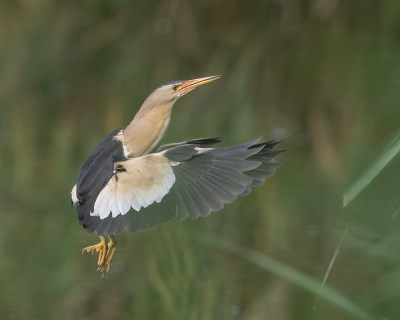 <i class='fa fa-user'></i> Marcel van der Tol |   Woudaap  <i class='fa fa-eye'> 426</i>  <i class='fa fa-thumbs-up'> 21</i>   <i class='fa fa-comment-o'> 8</i>