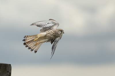 Bird picture: Falco tinnunculus / Torenvalk / Common Kestrel