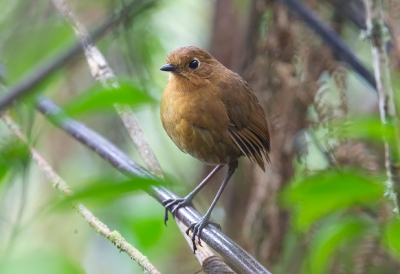 <i class='fa fa-user'></i> charlysax |   Rosse Mierpitta  <i class='fa fa-eye'> 129</i>  <i class='fa fa-thumbs-up'> 2</i>   <i class='fa fa-comment-o'> 2</i>