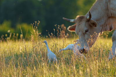 <i class='fa fa-user'></i> John_Jak |   Koereiger  <i class='fa fa-eye'> 237</i>  <i class='fa fa-thumbs-up'> 5</i>   <i class='fa fa-comment-o'> 4</i>