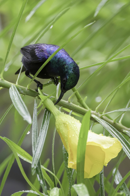 <i class='fa fa-user'></i> Paul van Giersbergen |   Pembahoningzuiger  <i class='fa fa-eye'> 131</i>   <i class='fa fa-comment-o'> 0</i>