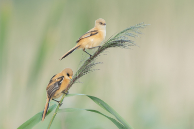 <i class='fa fa-user'></i> Vincent Vuik |   Baardman  <i class='fa fa-eye'> 354</i>  <i class='fa fa-thumbs-up'> 30</i>   <i class='fa fa-comment-o'> 12</i>