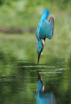 Vogel foto: Alcedo atthis / IJsvogel / Common Kingfisher